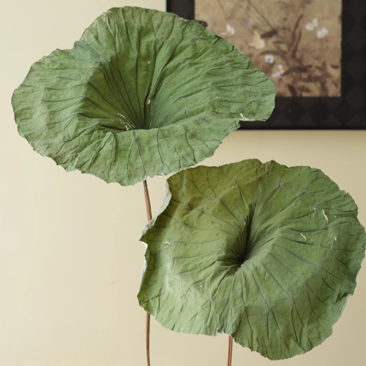 Dried Lotus Set