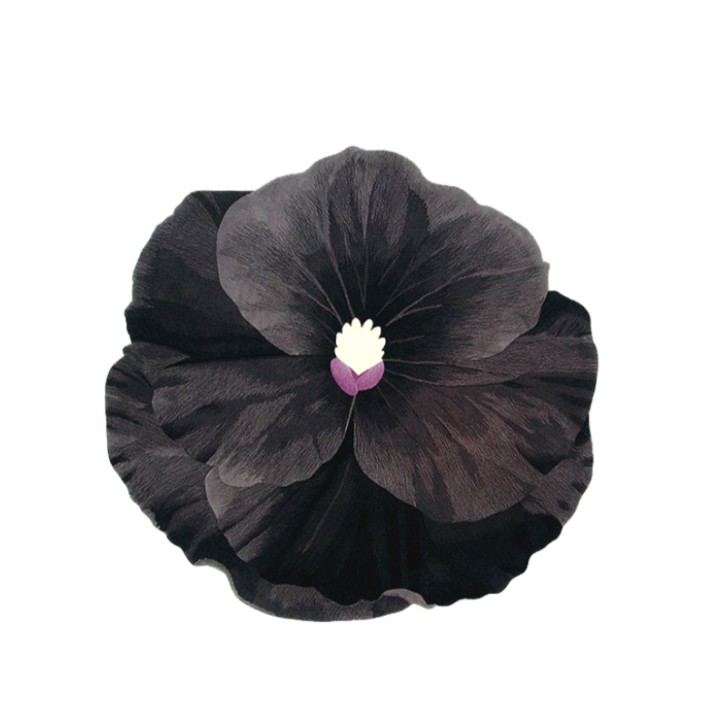 Black Pansy