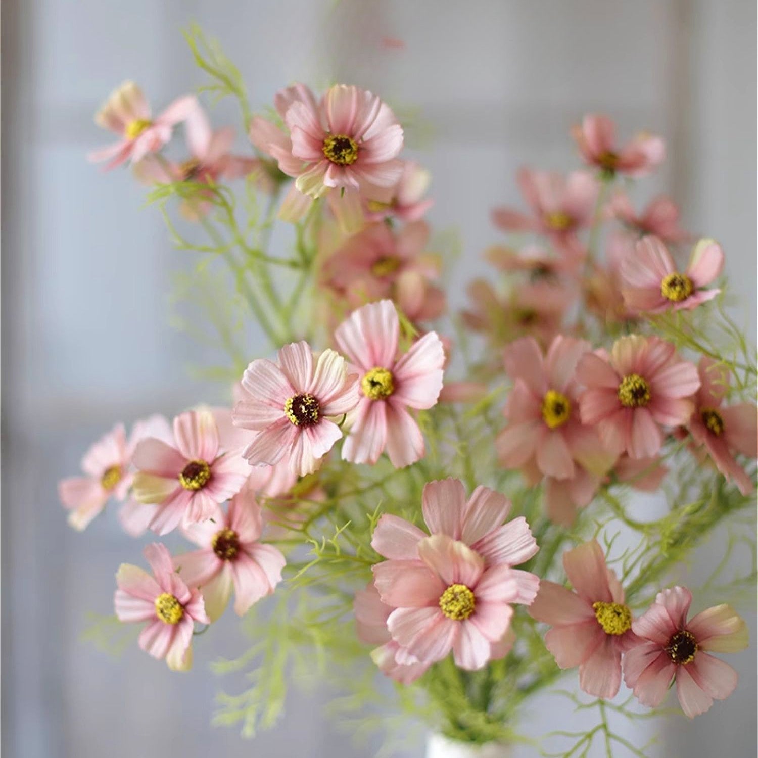 Garden Cosmos