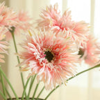 Gerbera