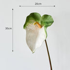 Anthurium