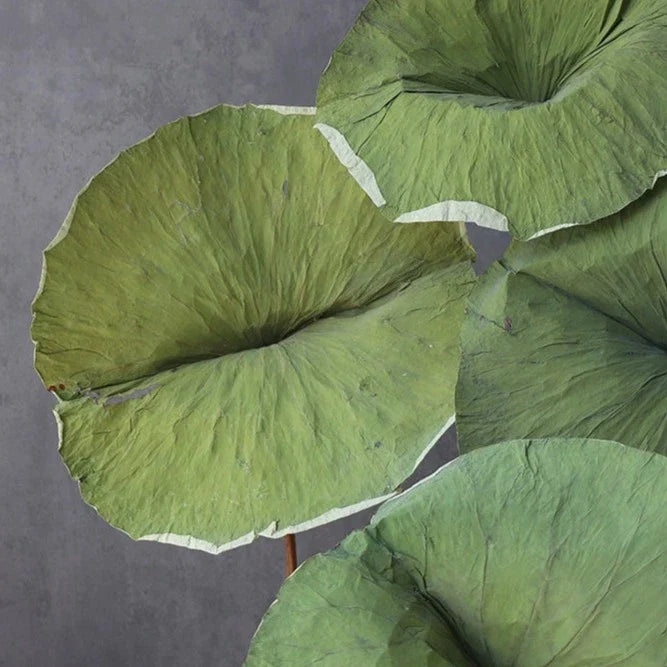 Lotus Leaf