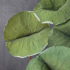 Lotus Leaf