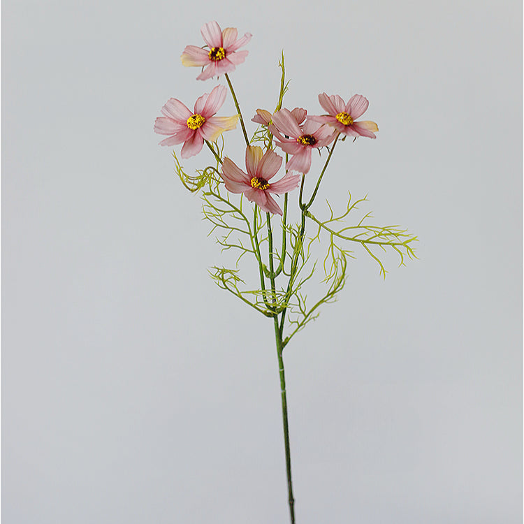 Garden Cosmos